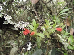 Fernandezia lanceolata