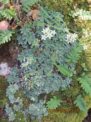 Saxifraga paniculata