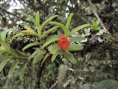 Fernandezia lanceolata