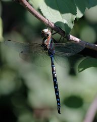 Aeshna constricta