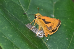 Telicota bambusae