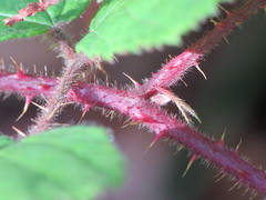 Rubus dasyphyllus