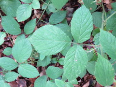 Rubus dasyphyllus
