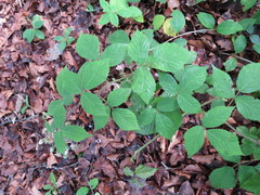 Rubus dasyphyllus