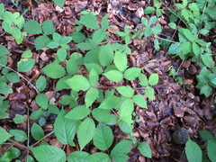 Rubus dasyphyllus