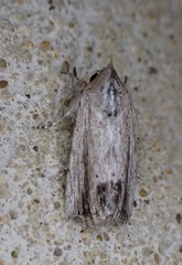 Catabenoides