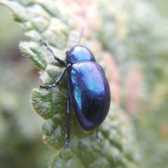 Chrysochus goniostoma