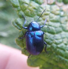 Chrysochus goniostoma