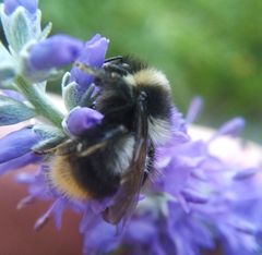 Bombus sichelii