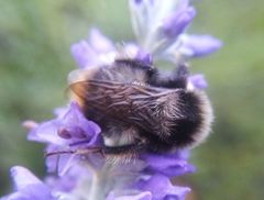 Bombus sichelii