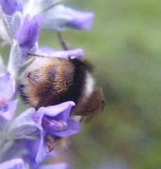 Bombus sichelii