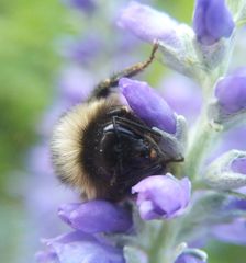 Bombus sichelii