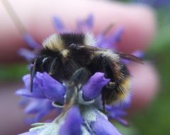 Bombus sichelii