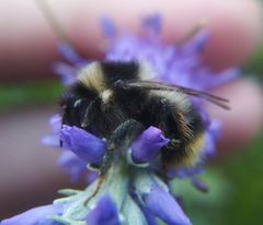 Bombus sichelii