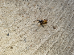 Philanthus triangulum