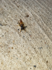 Philanthus triangulum