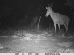 Alcelaphus buselaphus major