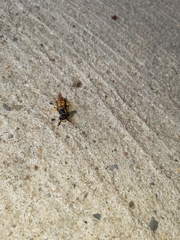 Philanthus triangulum
