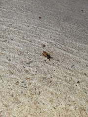 Philanthus triangulum