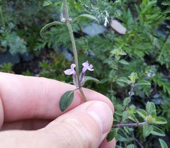 Ziziphora clinopodioides