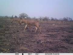 Alcelaphus buselaphus major