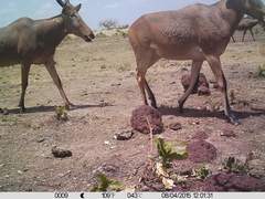 Alcelaphus buselaphus major