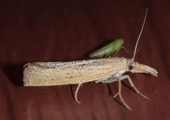 Pediasia dorsipunctellus