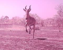 Alcelaphus buselaphus major
