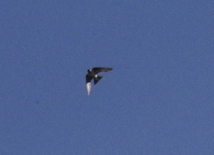 Tachycineta thalassina