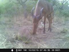 Alcelaphus buselaphus major