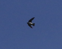 Tachycineta thalassina