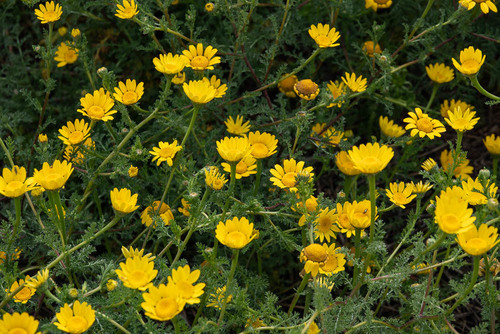 Anacyclus radiatus