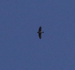 Tachycineta thalassina