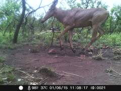 Alcelaphus buselaphus major