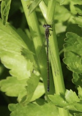 Ischnura denticollis
