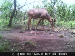 Alcelaphus buselaphus major