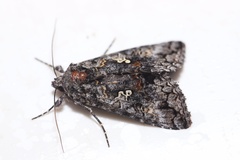 Syngrapha octoscripta