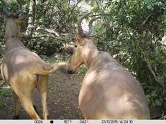 Alcelaphus buselaphus major