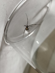 Latrodectus hesperus