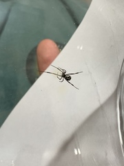 Latrodectus hesperus