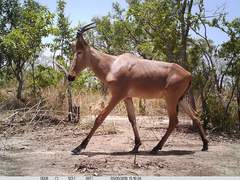 Alcelaphus buselaphus major