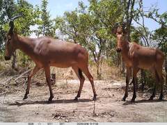 Alcelaphus buselaphus major