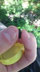 Trachysida mutabilis