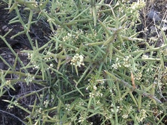 Koeberlinia spinosa
