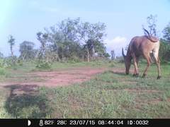 Alcelaphus buselaphus major