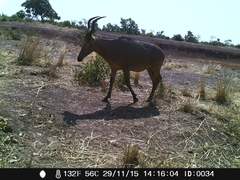 Alcelaphus buselaphus major