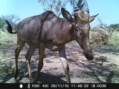 Alcelaphus buselaphus major