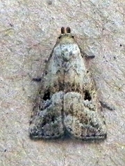 Hypenodes franclemonti