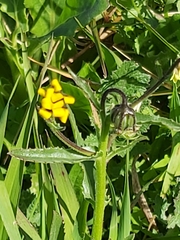 Osteospermum monstrosum