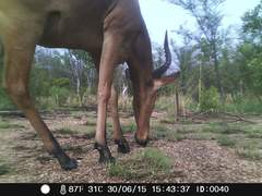 Alcelaphus buselaphus major